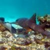 Catalina Island and Snorkeling with Catamaran Party From Punta Cana - Half Day Experience - Imatge 3
