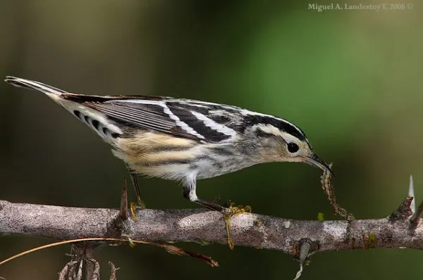 Birdwatching Punta Cana - পুন্টা কানা থেকে লস Haitises জাতীয় উদ্যান পর্যন্ত বার্ডিং ভ্রমণ