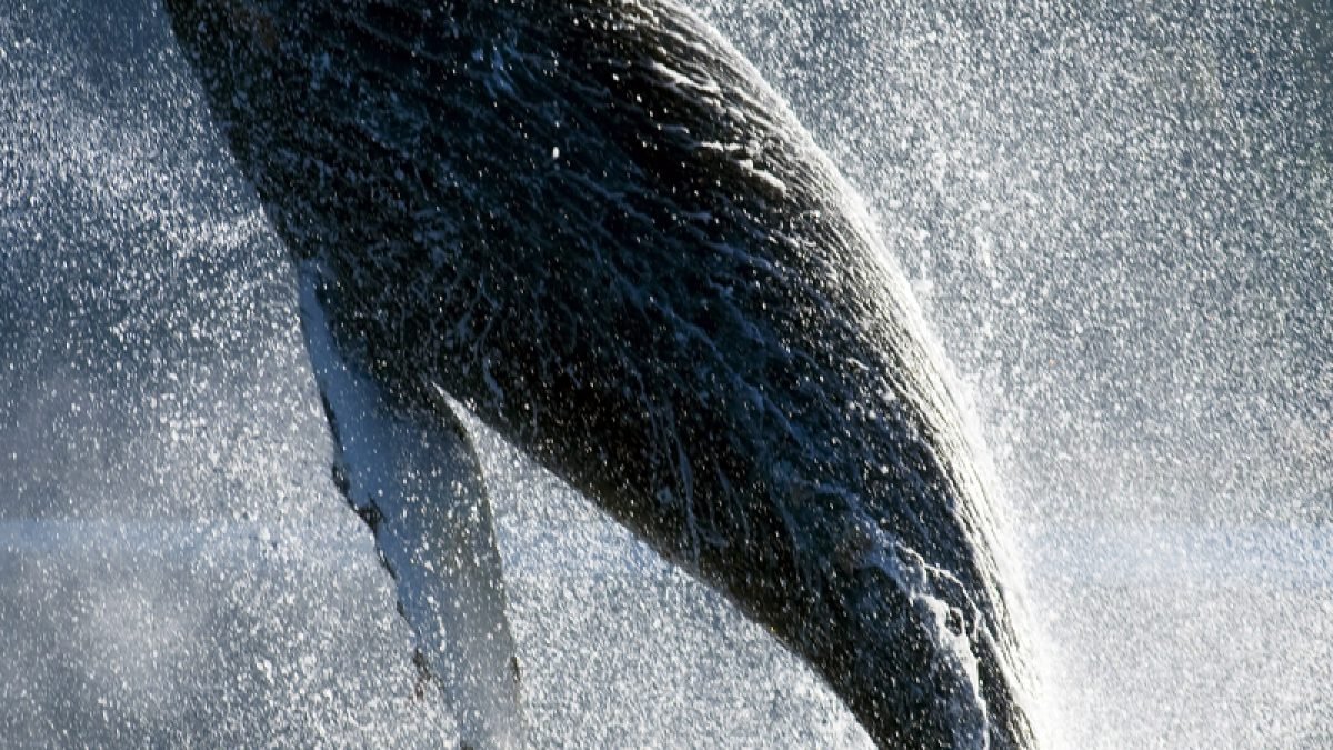 Sperma qaldirgochini tomosha qiling