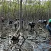 ⁦Mangroves Reforestation in Los Haitises With Locals on Kayak⁩ – תמונה ⁦29⁩